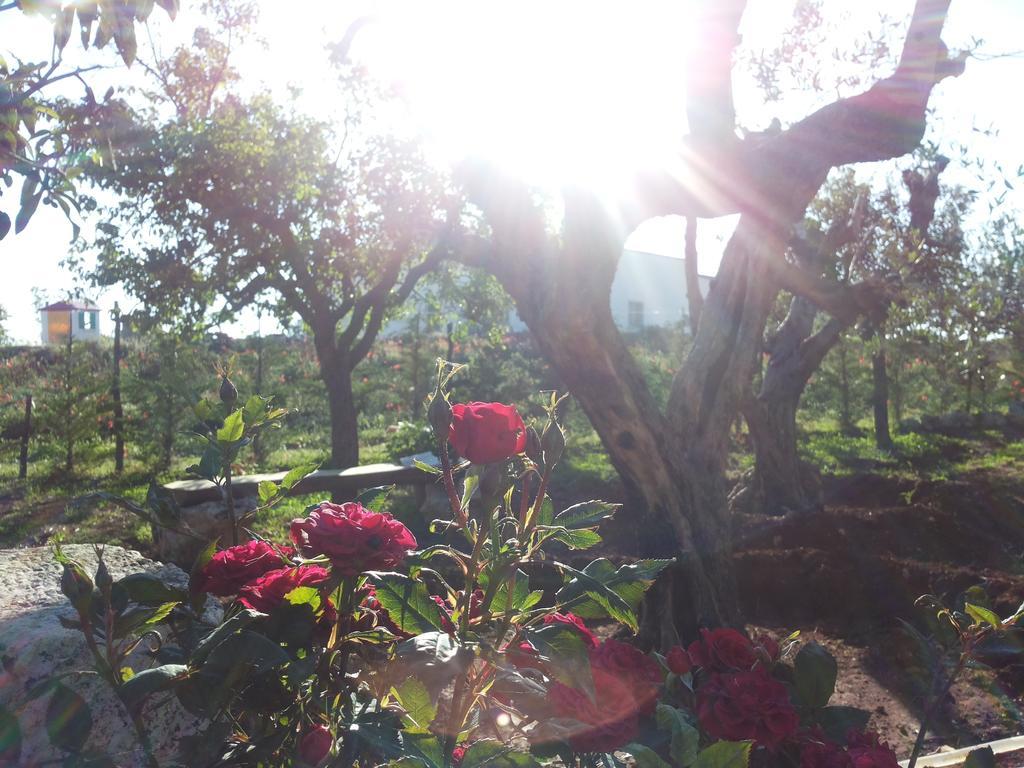 La Casa Del Nonno Bed & Breakfast Alberobello Bagian luar foto